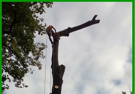 Abbatttimento alberi Torino