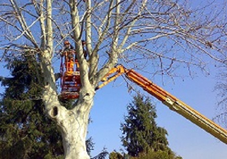 Potatura alberi Torino