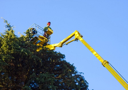 potatura alberi a Torino