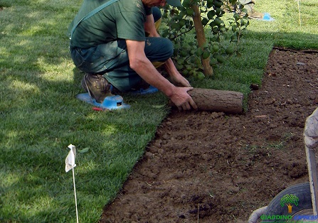 Prato a rotoli Torino