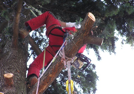 potatura tree climbing Torino