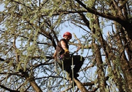 potatura tree climbing Torino